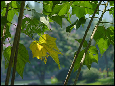 木芙蓉叶价格