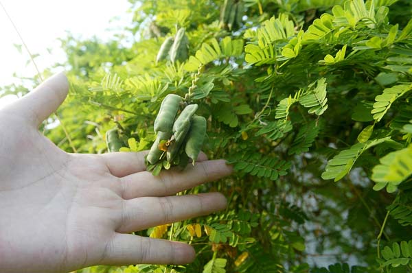 鸡骨草好还是溪黄草好