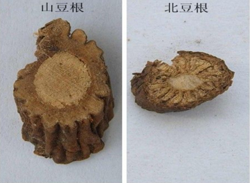 北豆根与山豆根的功效与作用