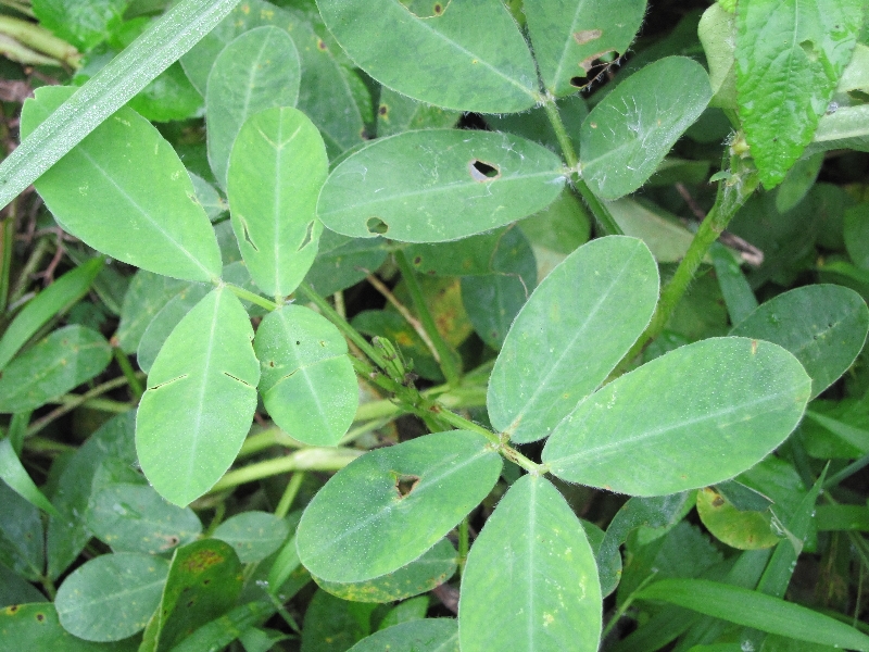 花生叶煮水喝能治失眠