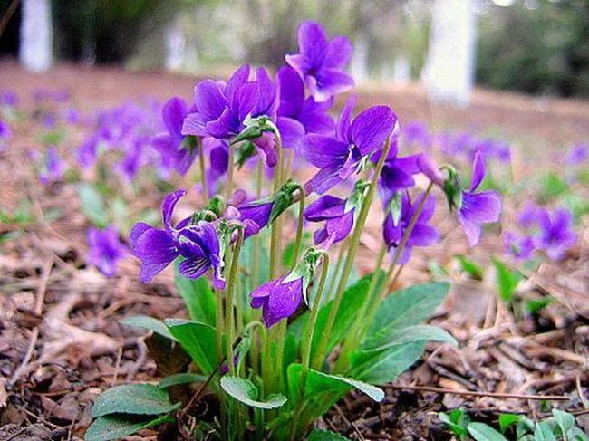 金银花紫花地丁