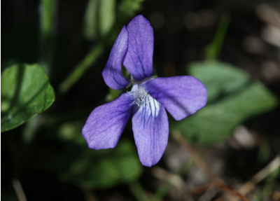 紫花地丁生长在哪里