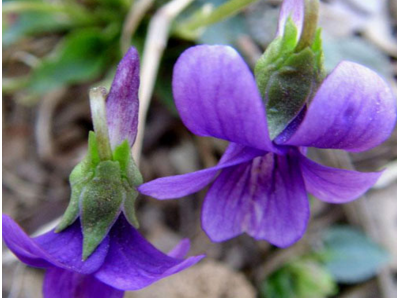 紫花地丁泡茶