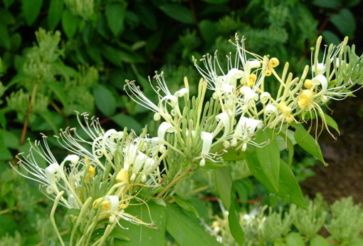 金银花泡水