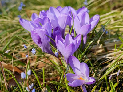 crocus-3179497__340_副本.jpg