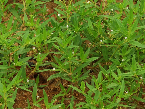 中药白花蛇舌草的作用