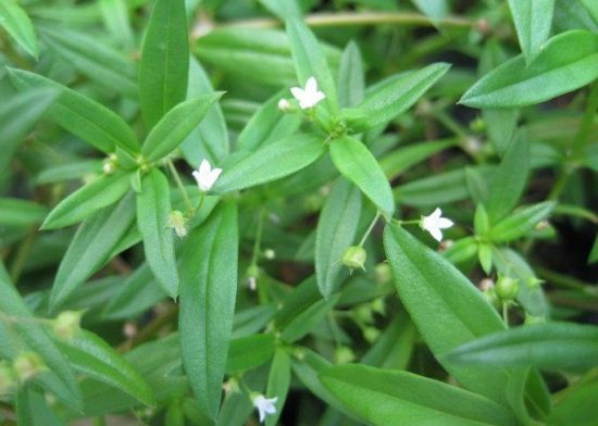 白花蛇舌草怎么食用