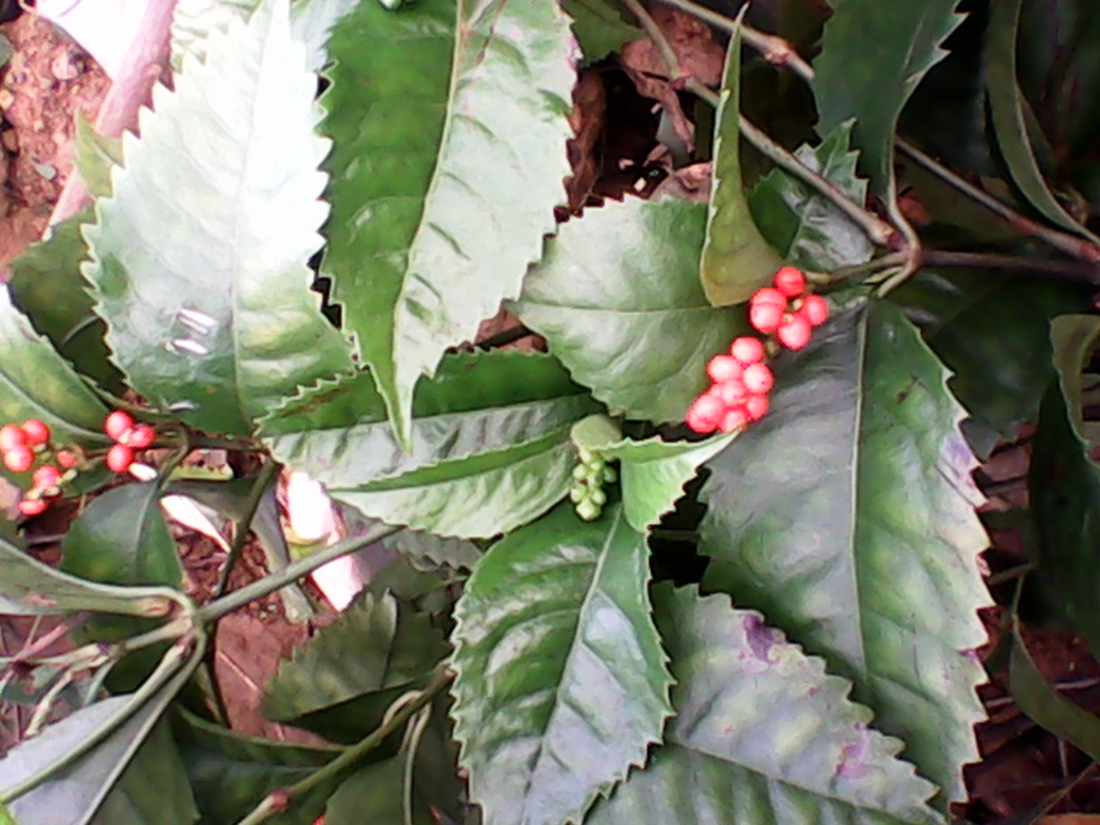 九节茶和肿节风的区别